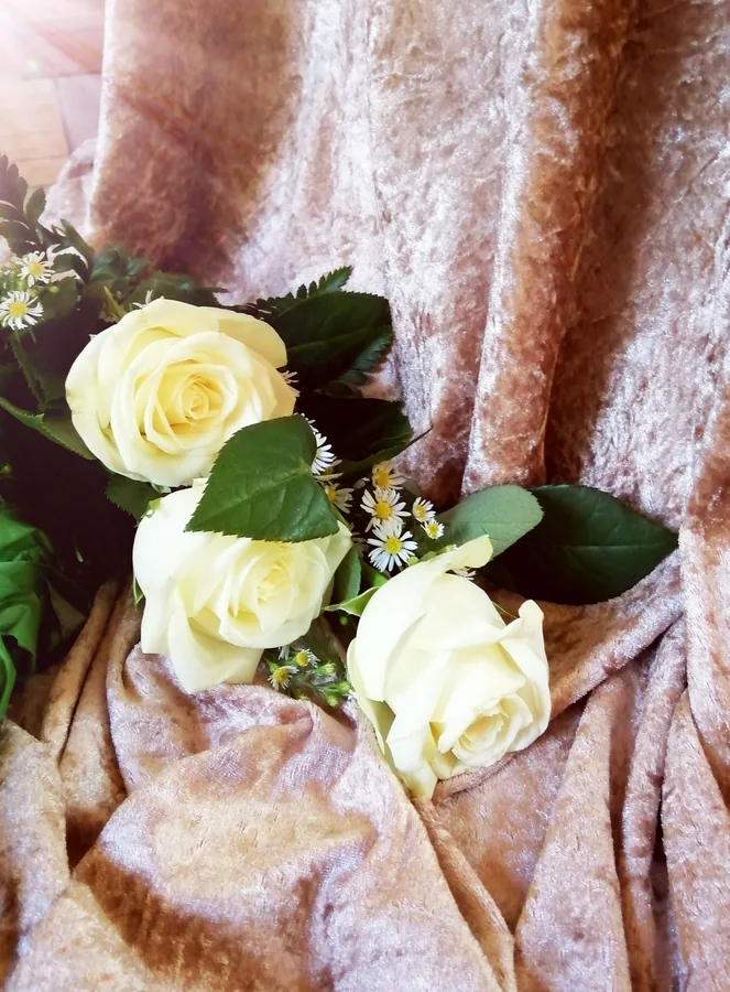 Drei weiße Rosen auf Samt